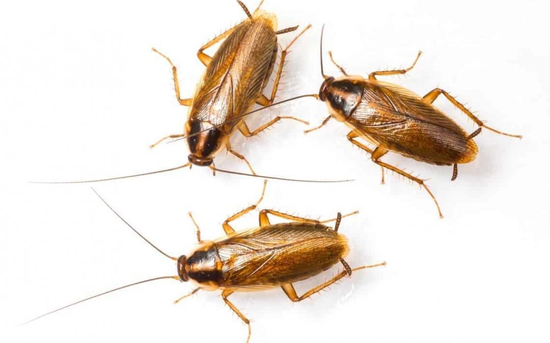 Exterminator For Roaches Bradenton